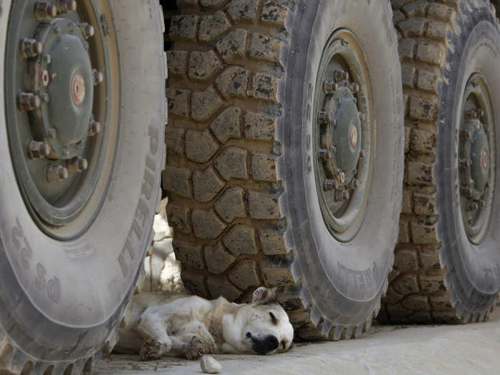 A dog rests under an armoured personnel carrier (APC) of the German army in the police station in Chahar Dara, southwest of Kunduz, August 26, 2009.