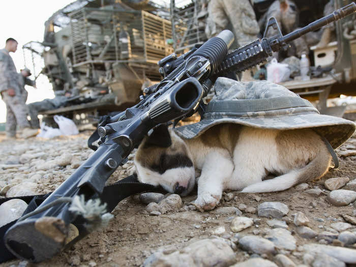 A puppy sleeps under a U.S soldier