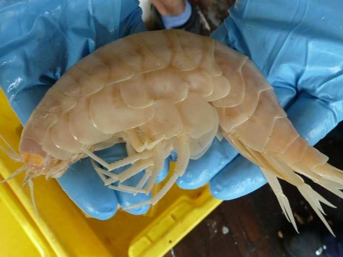 Amphipods: Seven-inch-long crustaceans that look like shrimp were found in the deepest part of the trench, called Challenger Deep.