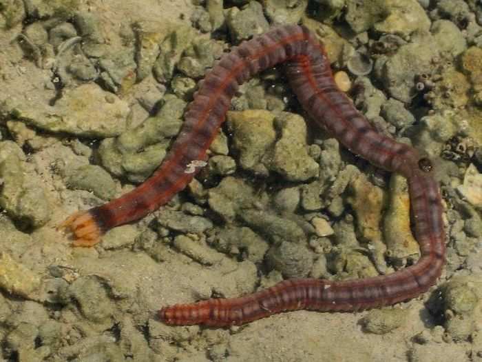 Sea cucumbers: These relatives of starfish were recently found to exist in large numbers on the deep sea floor. The vacuum cleaners of the ocean survive by sucking up mud that contains small organic particles.