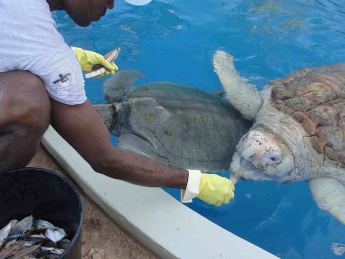 Anyone who contributes to the livelihood of Projeto Tamar with a donation can come in, see the turtles and feed them.