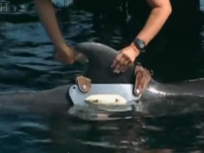 But, in the Soviet Union dolphin program they relied on fear and anxiety. To do this with your dolphin, drain water from its pen to wear down its resistance and put it in a harness and muzzle.