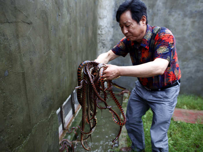 Yang Hongchang, the man who introduced snake breeding to Zisiqiao, holds snakes at arm distance as he transfers them from the water.