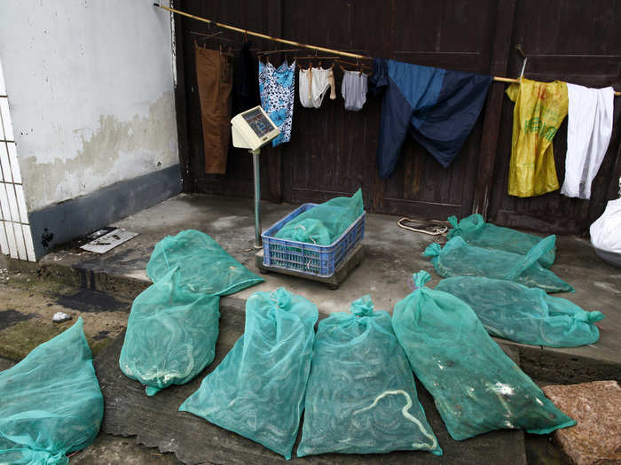 The snakes are then put into mesh bags for easy transport. Check out these sacks full of snakes!