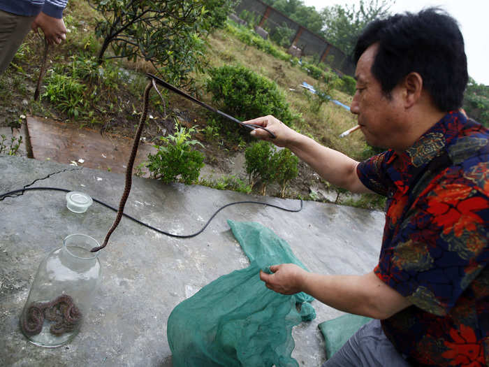 Hongchang drops his dead snakes into a jar.