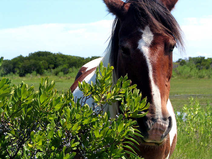 Horses