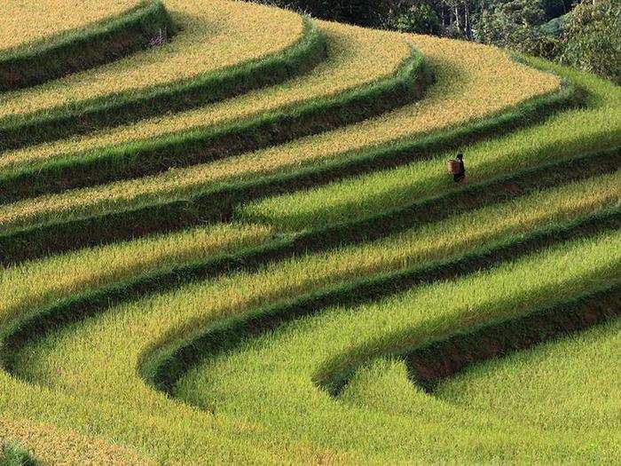 These rice fields in Vietnam — which are sometimes built into steep hillsides as terraces — are almost ready to harvest.