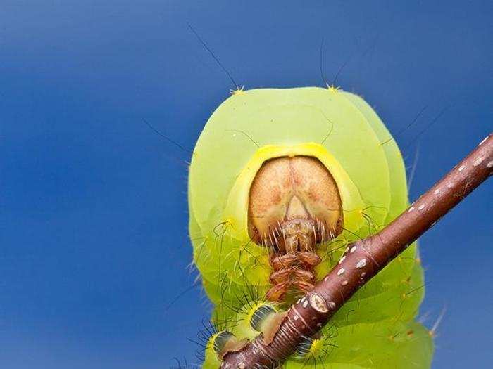 This caterpillar — photographed in North Carolina — looks incredibly devious.