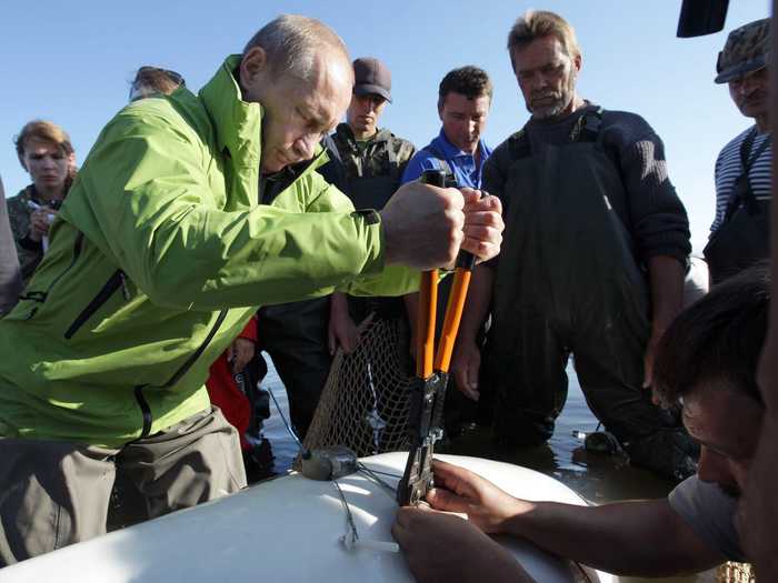 Here he is, attaching a satellite tracking device to Dasha shortly after.