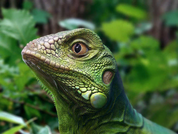 A super-realistic iguana