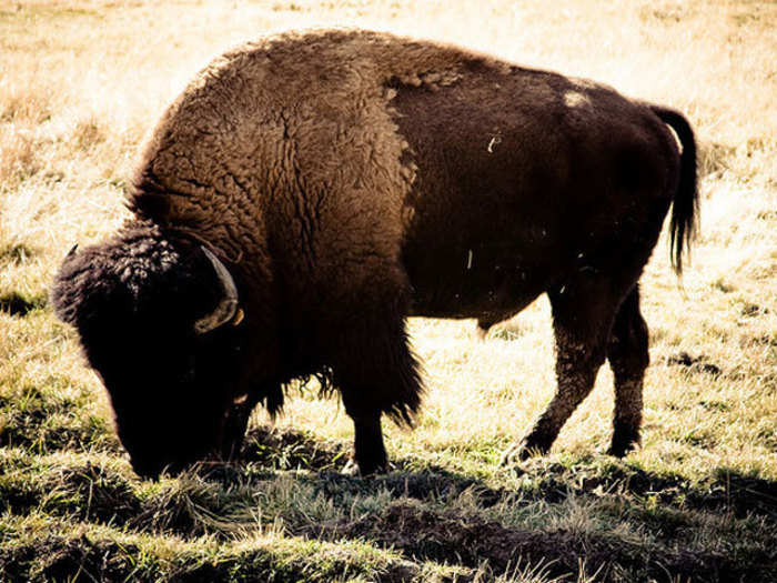 12. Jeffrey Scott Hawn, who killed 32 bison who strayed onto his property