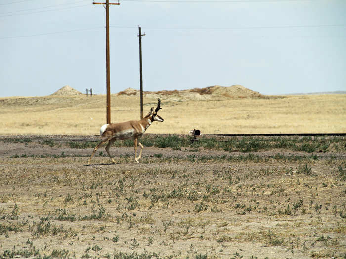 Antelope are everywhere ... until hunting season, at least, when locals say they all up and disappear.
