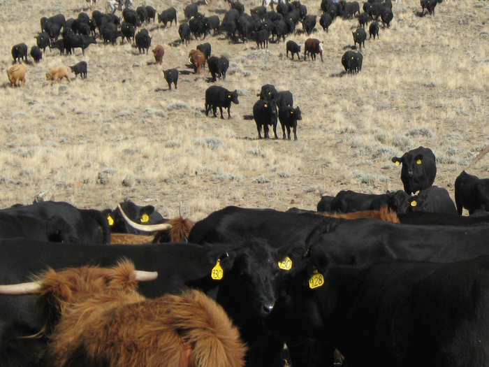 The toxins in the waste-water leech into water used by Wind River ranchers. It winds up in the steers (and, thereby, in the beef).