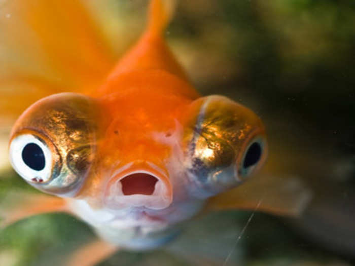 The South Australian government sent 55 dead goldfish to media agencies.