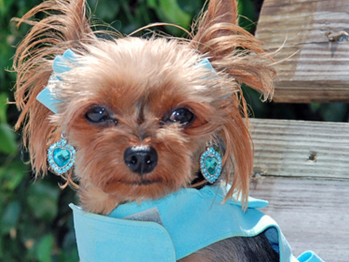 You could also just buy your dog some earrings. These $59 Swarovski crystal clip-ons will "Add a distinctive look to your pet