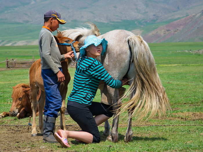 Mongolians love drinking 