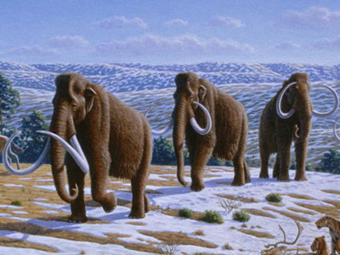 Woolly Mammoth (Extinct for ~10,000 years)