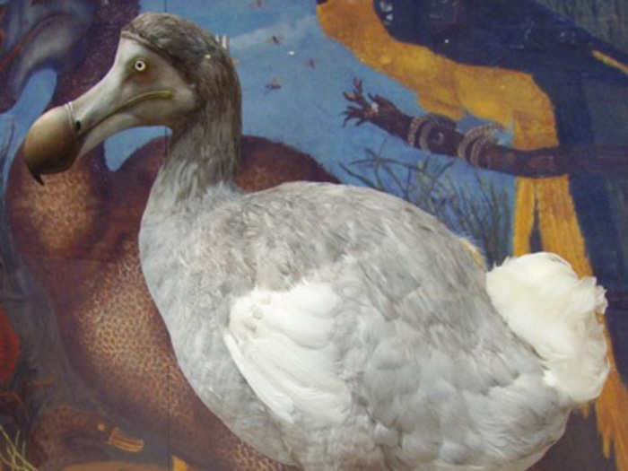 Dodo Bird (Extinct since ~1681)