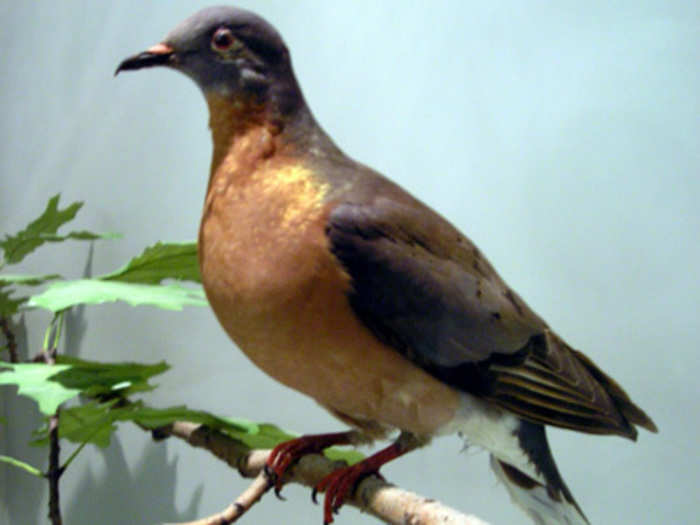 Passenger Pigeon (Extinct since 1914)