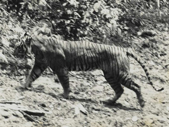 Javan Tiger (Extinct since ~1970s)