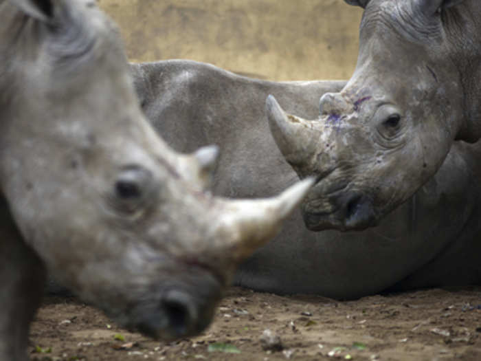 Western Black Rhino (Extinct 2011)