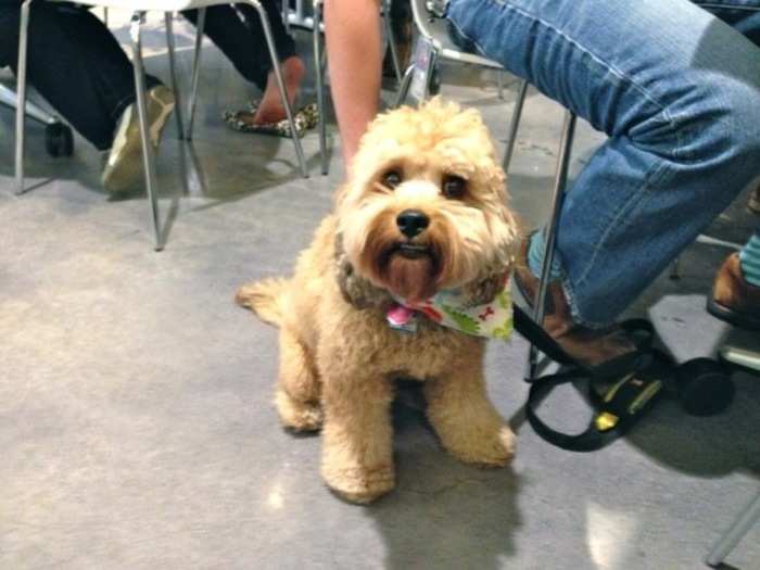 Meet Sprocket, a Yammer dog. It took two days of negotiations with the landlords to get this perk for employees.