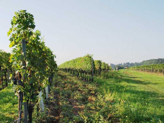 Vienna is the only world capital with its own vineyards within city limits. The traditional Austrian wine is served in designated taverns throughout the city (usually as a spritzer).