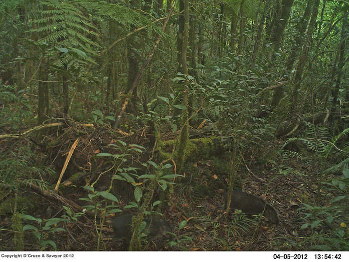 The Warty Pig is another elusive animal in the Philippines recently caught on film. There are only a couple hundred left in the wild.