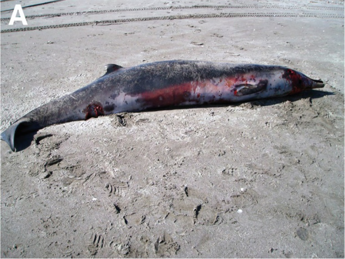 The Saber-Toothed Beaked Whale that washed up on a beach in New Zealand in 2010 has not been seen for 150 years.