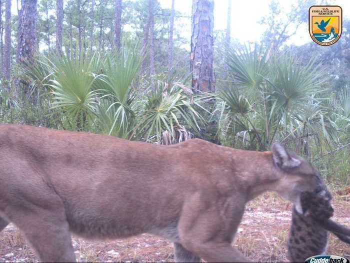 The critically endangered Florida Panther was photographed carrying her cubs for the first time last December.