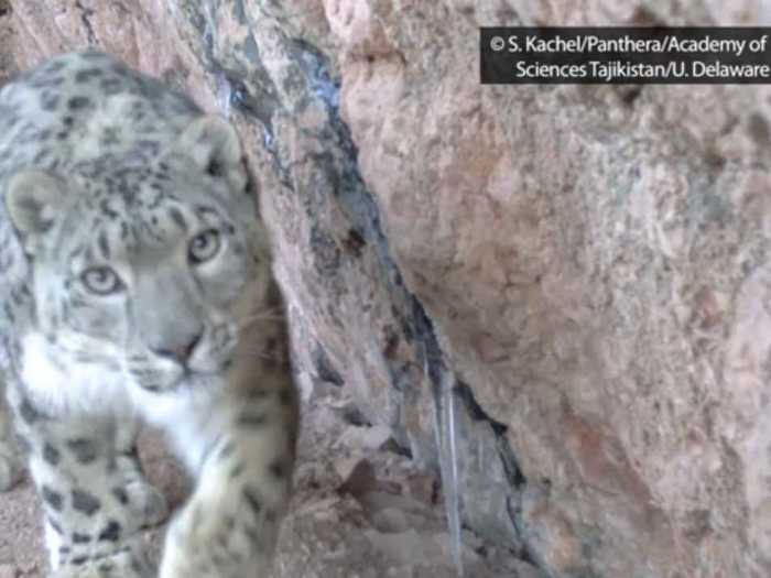 Snow Leopard cubs were caught on camera in the mountains of Tajikistan in December 2012.