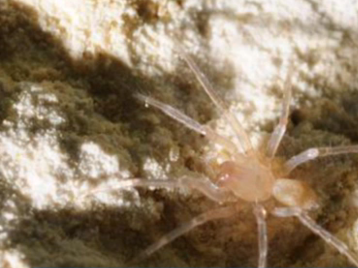 A dime-size eyeless spider, called the Braken Bat Cave Meshweaver Spider, had not been seen in 30 years until the insect was found in Texas last October.