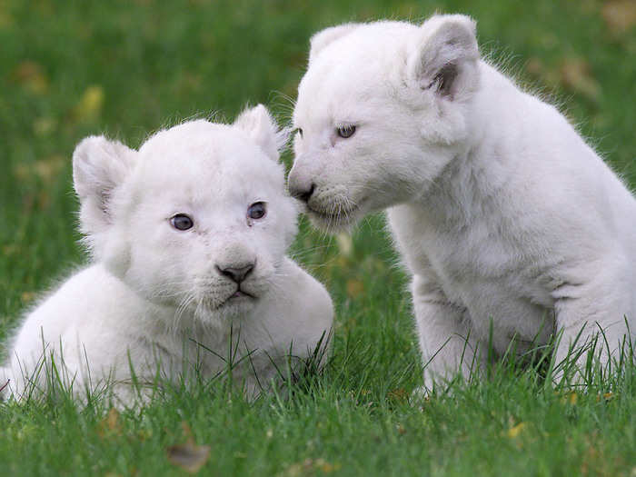 The White Lion has not been seen in the wild since 1994. They are not albinos and are unique to the Timbavati region of Africa. Three white lion cubs were born in a Ukraine Zoo this past December.