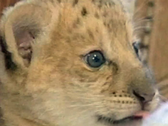 A Liliger, the offspring of a female liger and an African lion, is one of the world