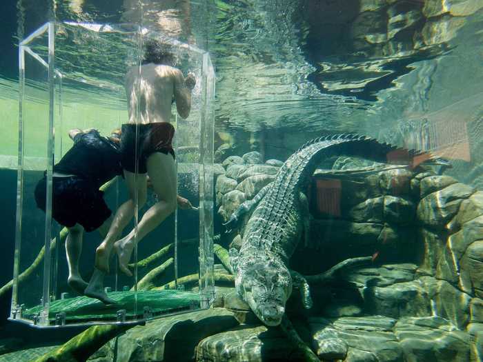 Crocosaurus Cove in Darwin, Australia, brings visitors face-to-face with crocodiles.