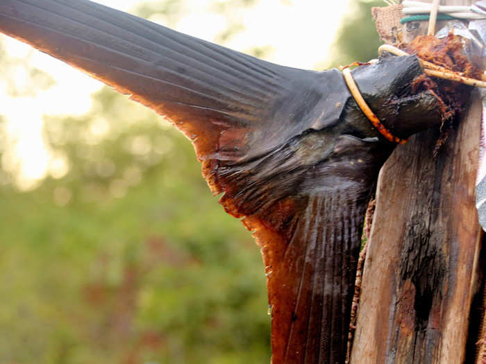 Aside from donations the people here rely on the sea for much of what they eat. The tail of a large Marlin caught by friends hangs at the entrance to the family