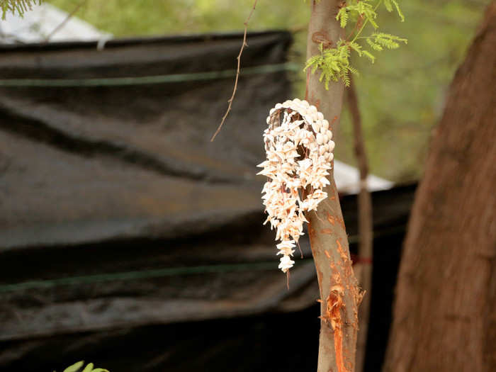 A shark-tooth necklace hangs on a nearby tree for good luck.