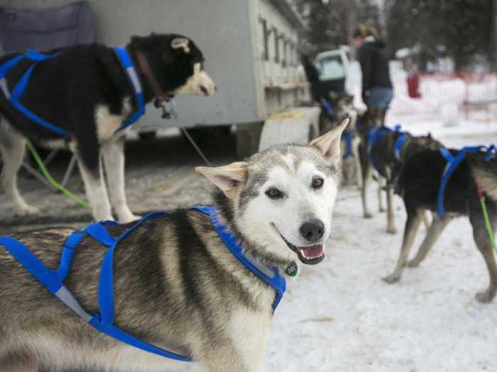 11. The new trend in dog sledding is to breed for work ethic, not speed. Scientists believe "will" in sports is heavily influenced by genes