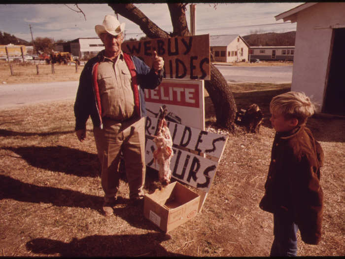 A Skinned Possum Shown by One of the Oldest Trappers in Texas, the Town of Leakey. Near San Antonio, 12/1973