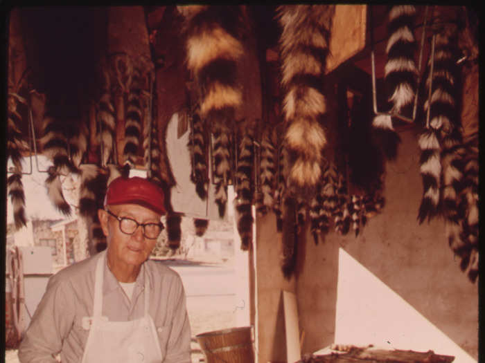 Fur Skins of Fox, Raccoon and Bobcat Being Prepared for Market in Leakey, Texas, near San Antonio, 12/1973