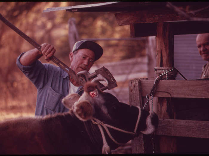 Cow on a Farm near Leakey, Being De-Horned. Near San Antonio, 12/1973
