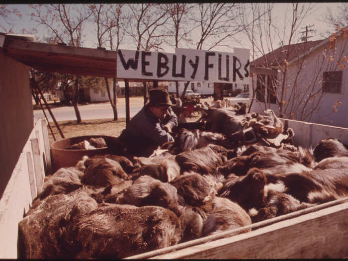 Fur Buyer with a Load of Deer Hides in Leakey, near San Antonio, 12/1973