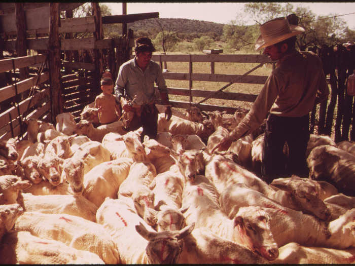 Sheared Sheep on a Ranch near Leakey, Texas, Awaiting Transport to a Slaughter House on Return to Pasture near San Antonio 05/1973