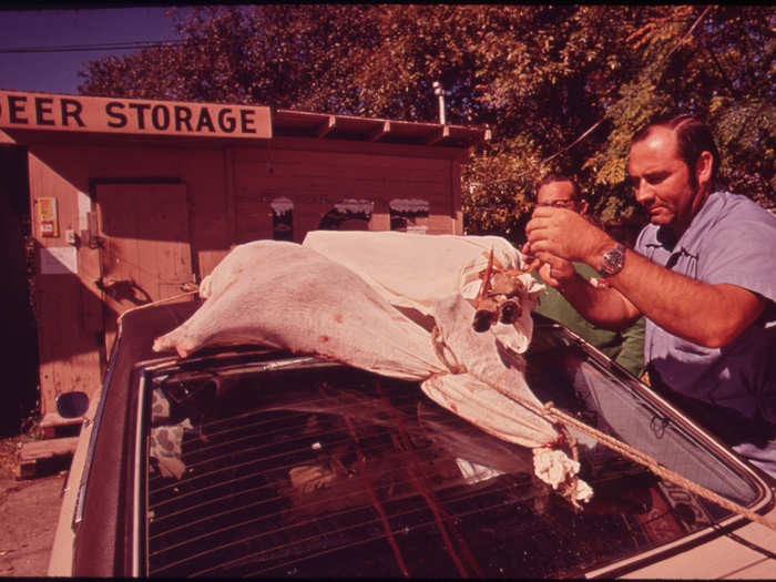 The First Deer Killed in the Hunting Season Arrives at Deer Storage 11/1972