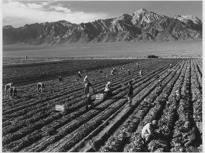 Images of the fields at Manzanar are beautiful.