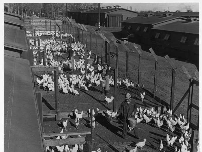 The camp was largely self-sufficient, keeping livestock too.