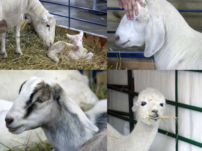 Into farm life? There are plenty of cows, sheep, goats, and baby animals to pet at the fair. There are even some llamas!