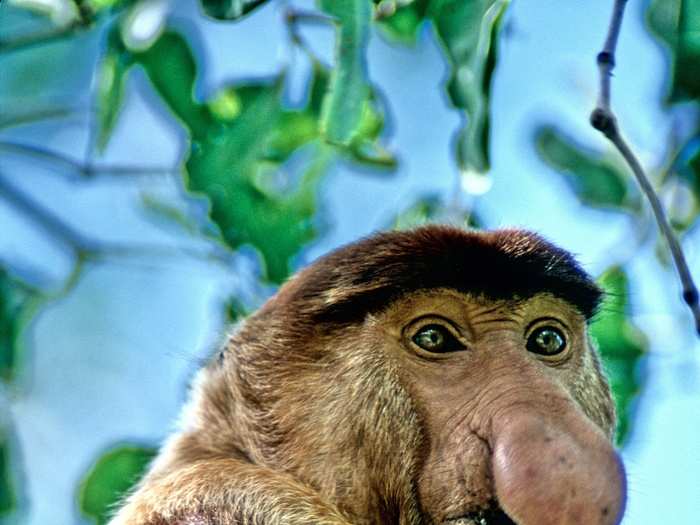 The proboscis monkey is known for its nasty nose. It uses the appendage to increase the volume of its mating calls — necessary when living with such an ugly face. It lives in Borneo.