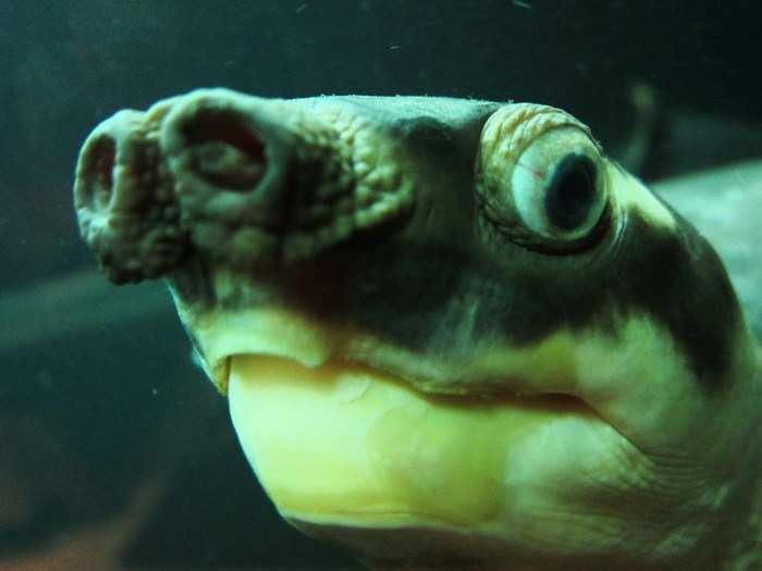 The long nose on the pig-nosed turtle is used as a snorkel so it can hide under water. It