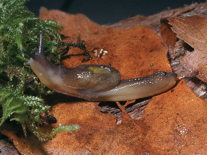 This slug might not look like much but has a special trick. It can jump to escape predators. It